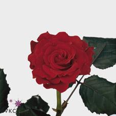 Розы Эль Торо оптом в Санкт-Петербурге - цветы оптом СПб.